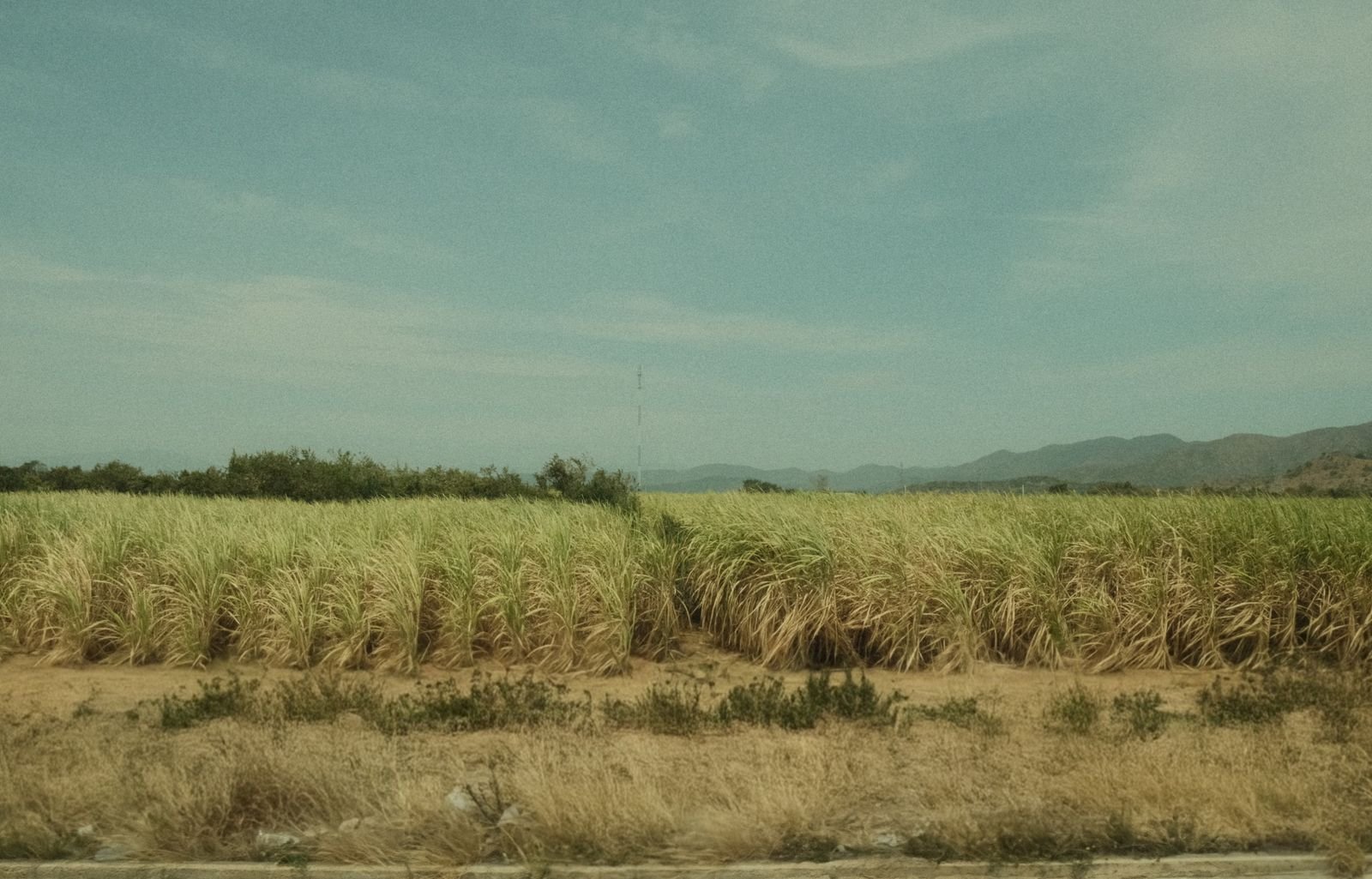 Sugarcane harvest, the source of bagasse fibre for moulded tableware